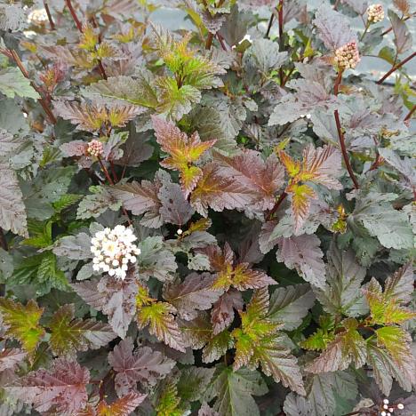 Пузыреплодник калинолистный Диаболо