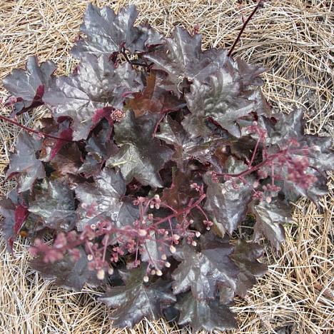 Гейхера гибридная Блекаут