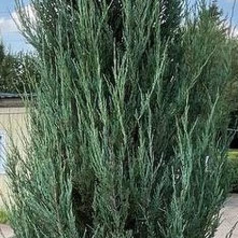 Можжевельник скальный Блю Арроу