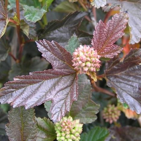 Пузыреплодник калинолистный Ред Барон