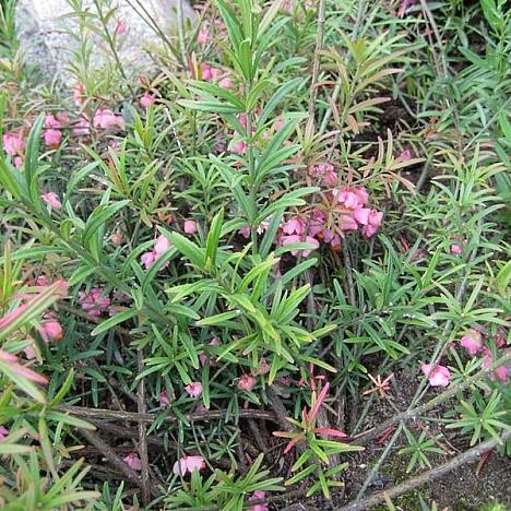 Бересклет карликовый