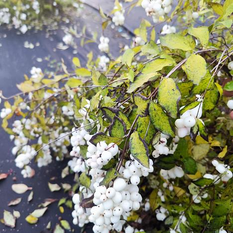 Снежноягодник белый (кистистый) 