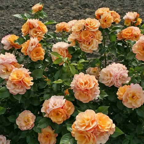 Роза флорибунда Портороз