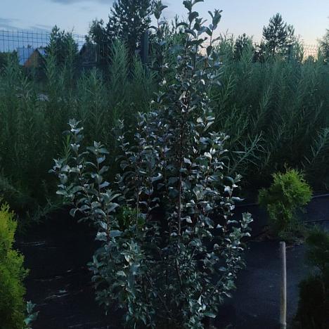 Лох серебристый