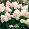 Гортензия метельчатая Свит Саммер