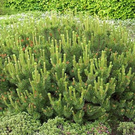 Сосна горная Пумилио