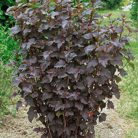 Пузыреплодник калинолистный Ред Барон