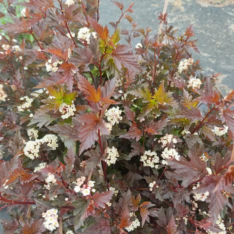 Пузыреплодник калинолистный Саммер Вайн