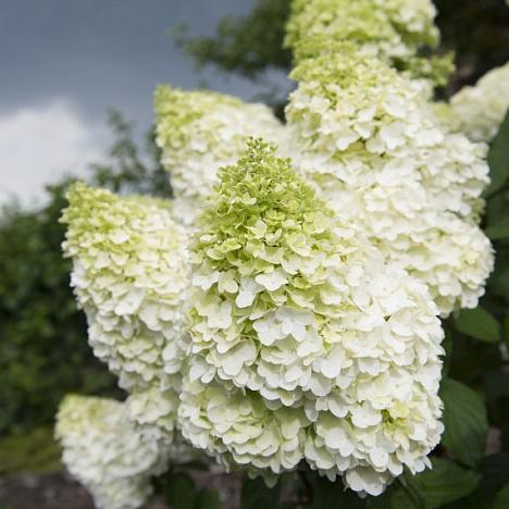 Гортензия метельчатая Меджикал Мунлайт