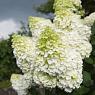 Гортензия метельчатая Меджикал Мунлайт