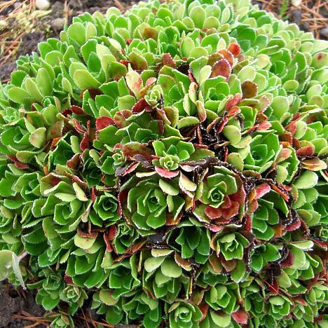 Камнеломка