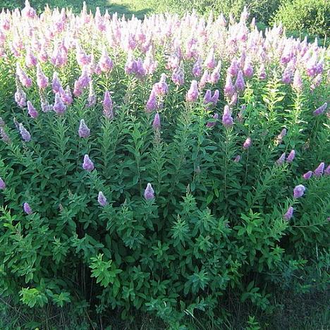 Спирея Билларда