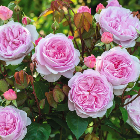 Роза парковая Оливия Роуз Остин