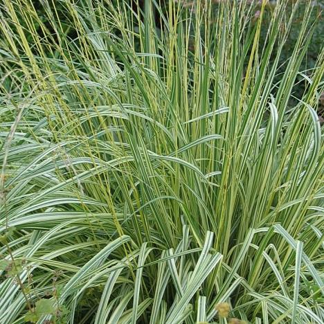 Молиния голубая Вариегата