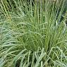 Молиния голубая Вариегата