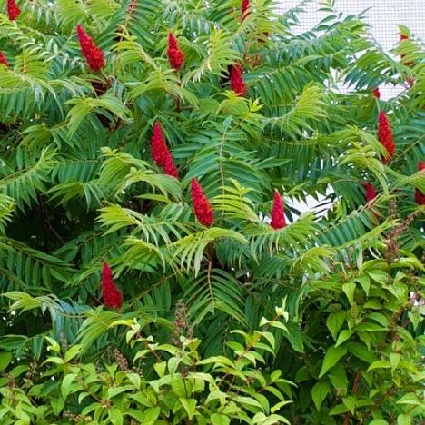 Сумах уксусный, оленерогий