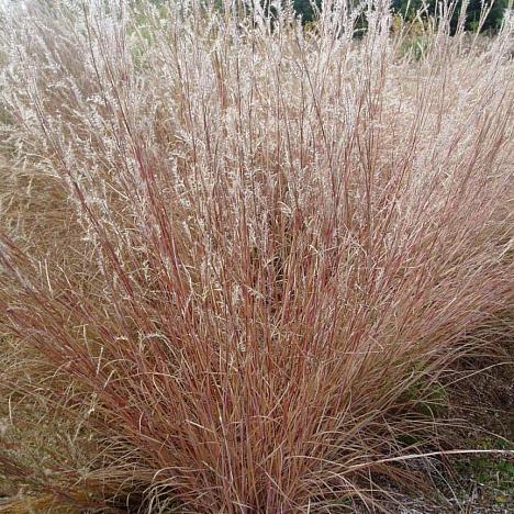 Шизахириум венечный