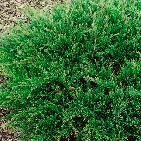 Можжевельник горизонтальный