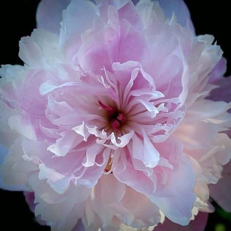 Пион травянистый Розовый Жемчуг