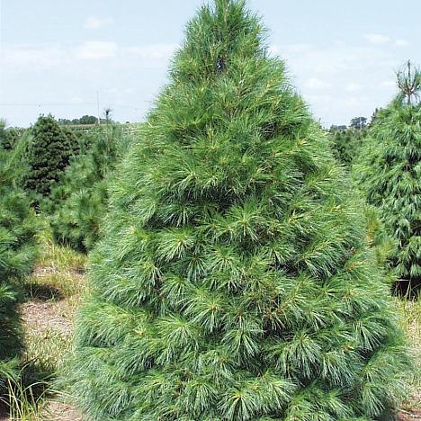 Сосна Веймутова