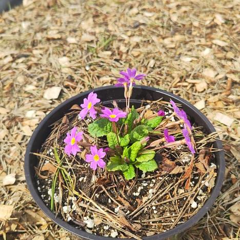 Примула обыкновенная