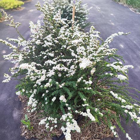 Спирея острозубчатая Аргута