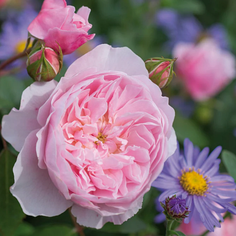 Роза парковая Визли 2008