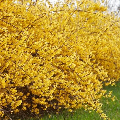 Блок живой изгороди Форзиция