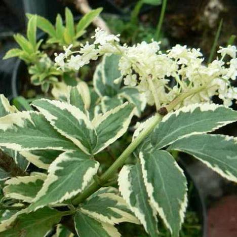 Бузина черная Альбомаргината