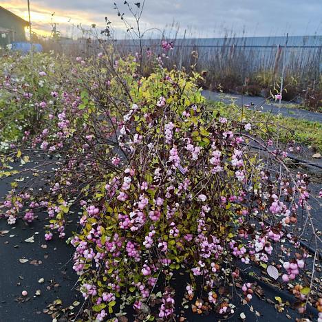 Снежноягодник кистистый Аметист