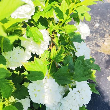 Калина обыкновенная Розеум (Бульденеж)