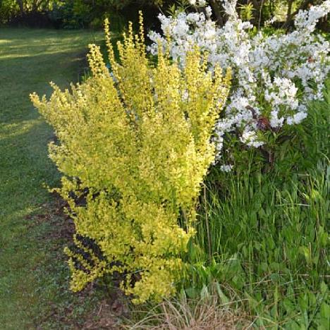 Барбарис Тунберга Мария