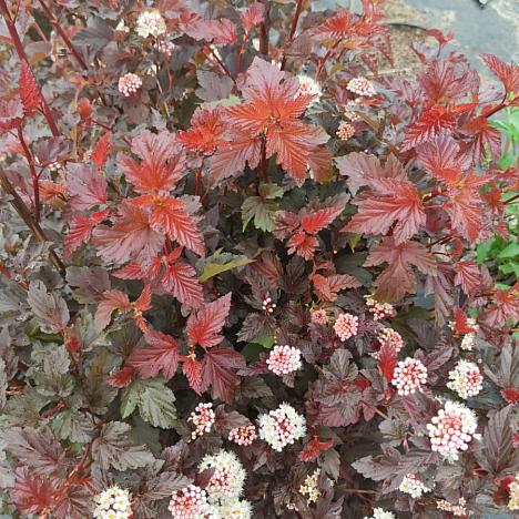 Пузыреплодник калинолистный Андре