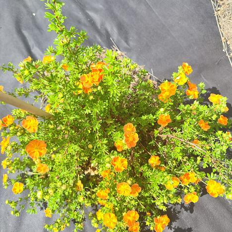 Лапчатка кустарниковая Хоплейс Оранж