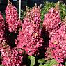 Гортензия метельчатая Мега минди