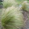 Ковыль волосатик
