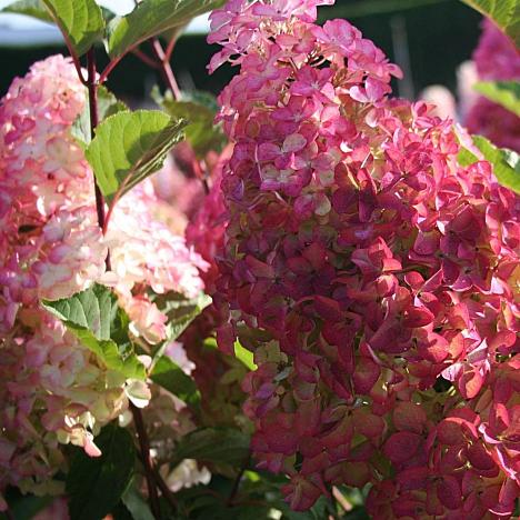 Гортензия метельчатая Фрайз мельба