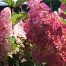 Гортензия метельчатая Фрайз мельба