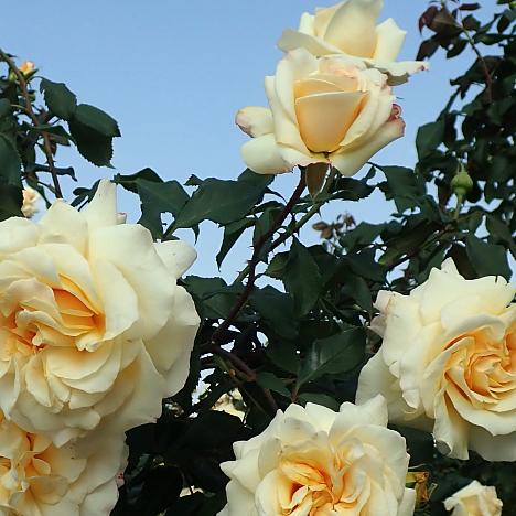 Роза чайно-гибридная Санни Скай