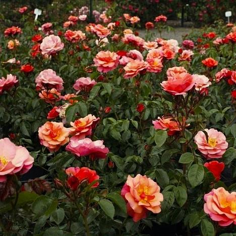 Роза флорибунда Априкола