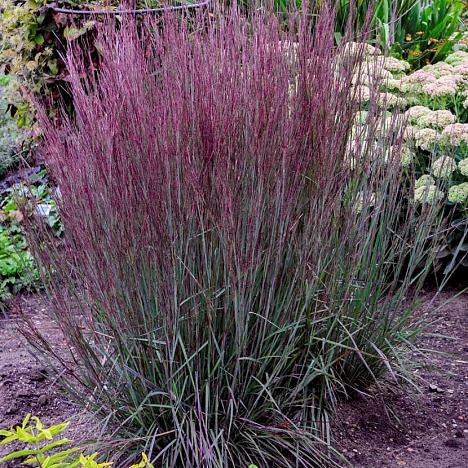 Шизахириум венечный