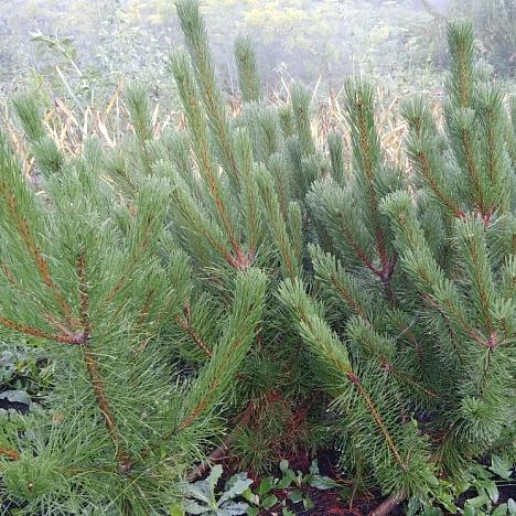 Сосна горная Пумилио