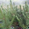 Сосна горная Пумилио