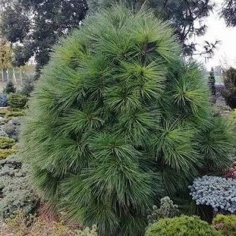 Сосна Джеффри