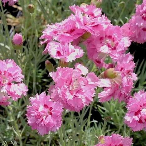 Гвоздика перистая Мегги