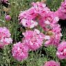 Гвоздика перистая Мегги