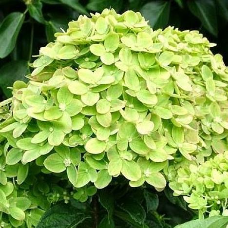 Гортензия метельчатая Мохито