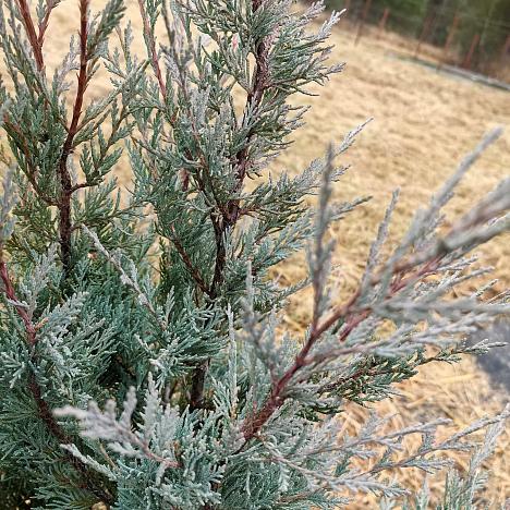 Можжевельник скальный Мунглоу