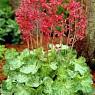 Гейхера кроваво-красная Корал Форест