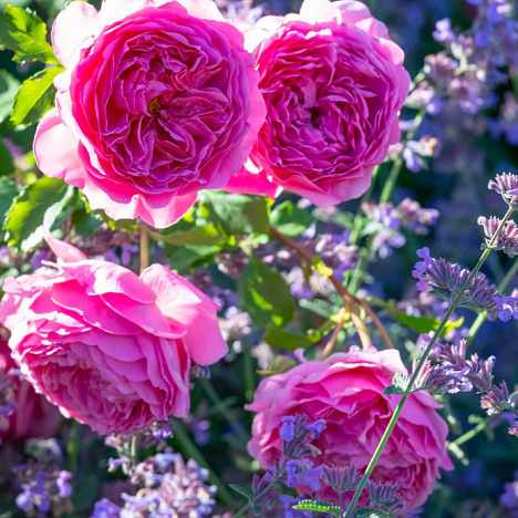 Роза парковая Принцесс Александра Оф Кент